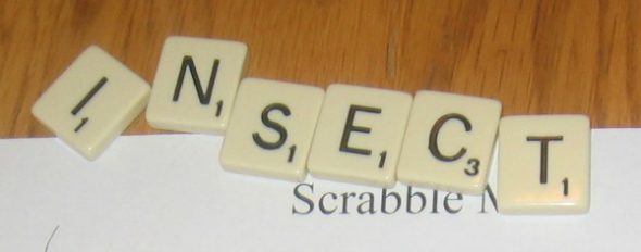 与拼字游戏瓷砖的单词