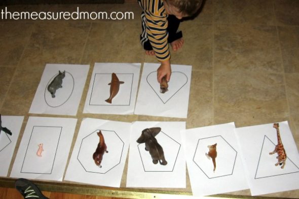 学龄前儿童的动物数学 -  2  - 测量妈妈